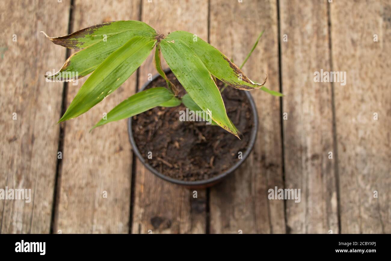 Moso bamboo growing in the pot. Wooden Background Stock Photo