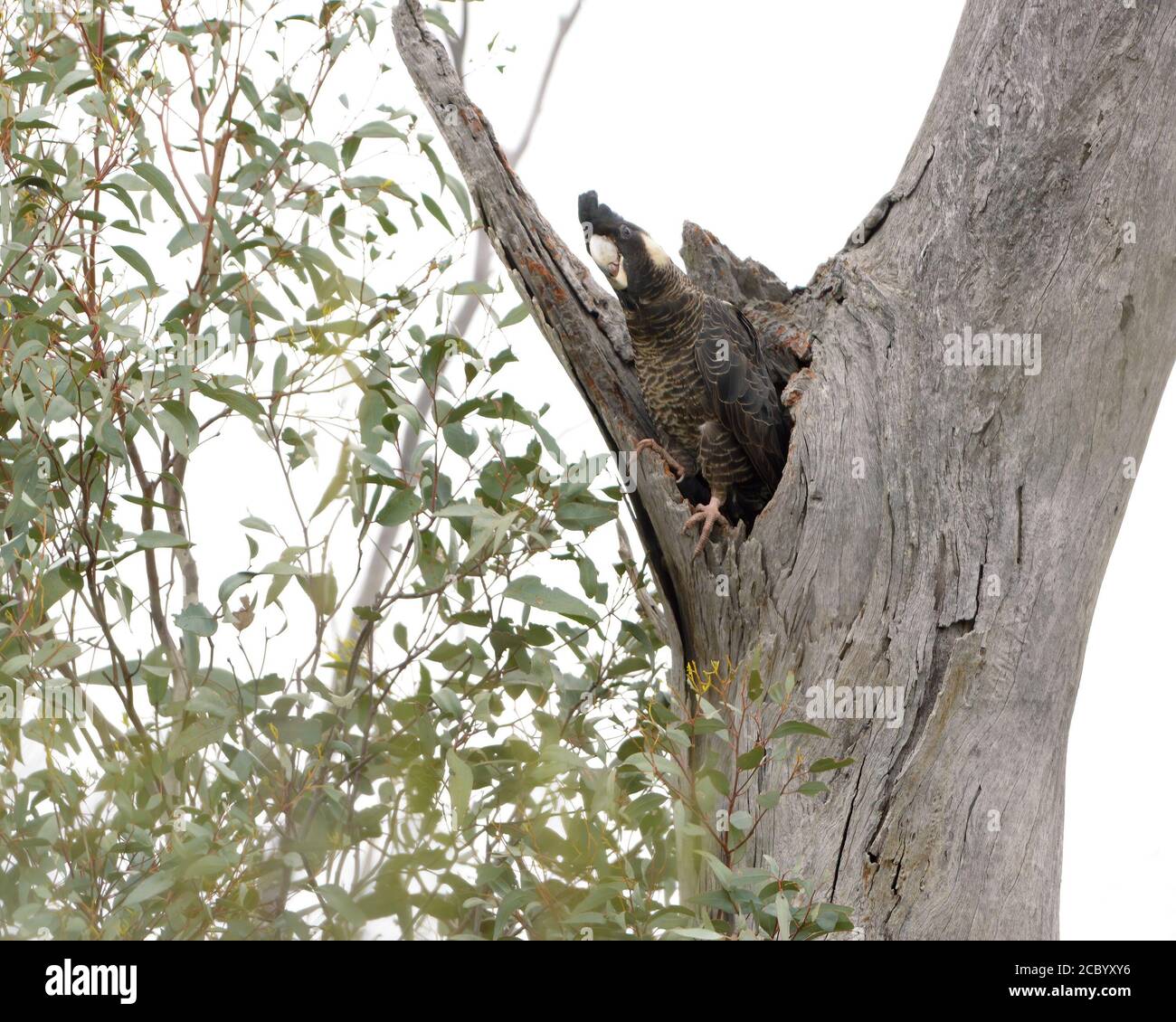 An endangered Carnaby's Black Cockatoo (Calyptorhynchus latirostris) comes out of a tree hollow near Perth, Western Australia Stock Photo
