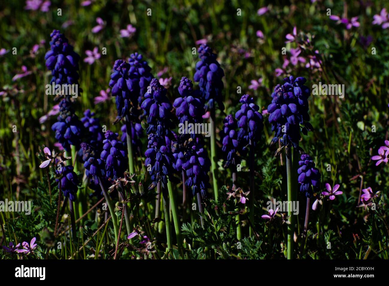 Texas Blue Bonnets, Texas State Flower, Canyon, Texas. Stock Photo