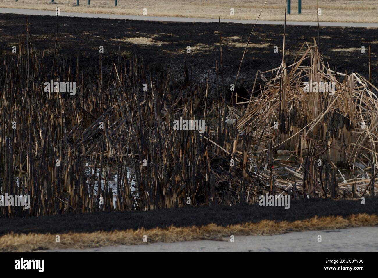 Cattails following Control Burning By South East City Park, Canyon, Texas. Stock Photo