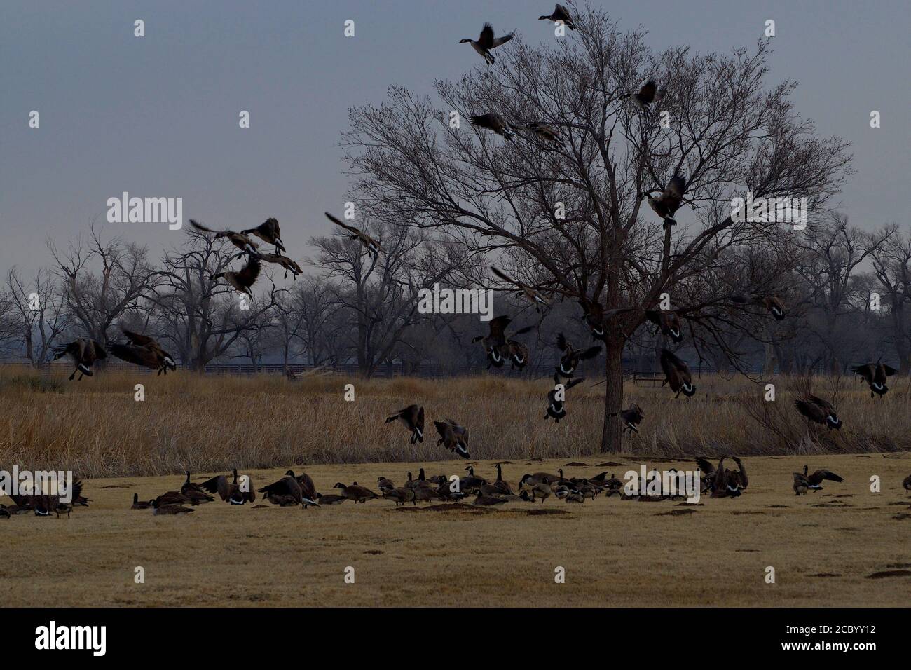 Canada geese at South East City Park Public Fishing Lake, Canyon, Texas. Stock Photo