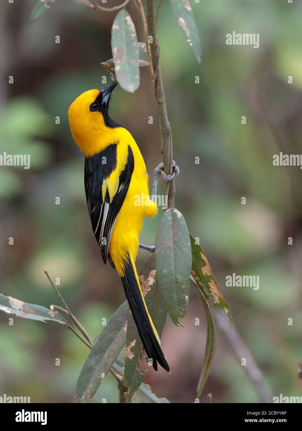 White edged oriole hires stock photography and images Alamy