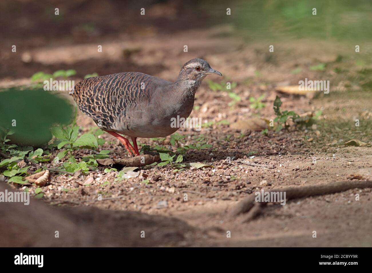 Palebrowed Tinamou (Crypturellus transfasciatus), side view, adult