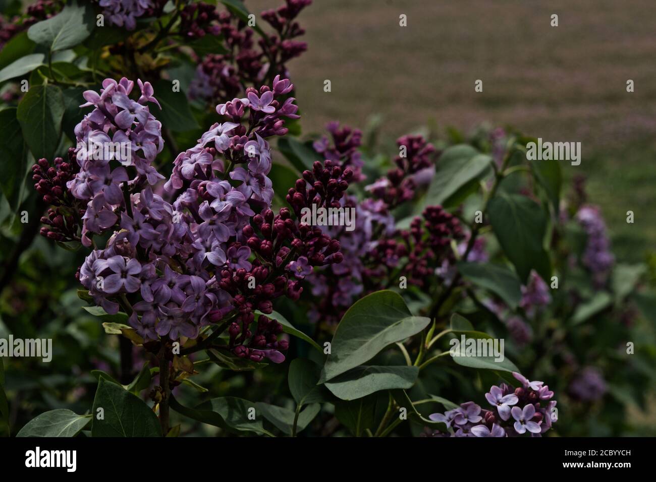 Spring Lilac Blooms, Canyon, Texas Stock Photo - Alamy
