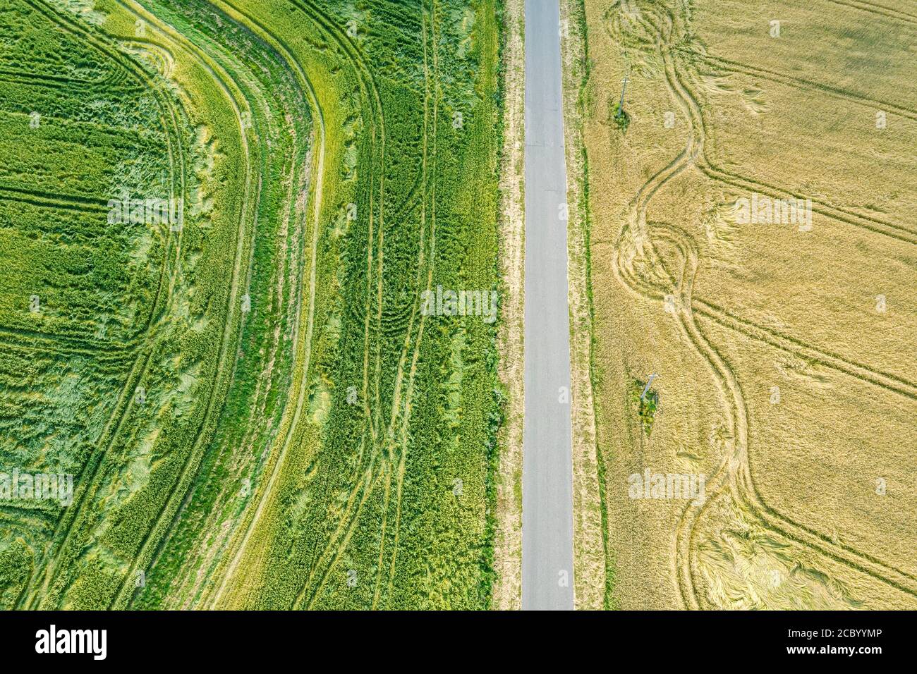 aerial top view of rural road among wheat fields on bright sunny day ...