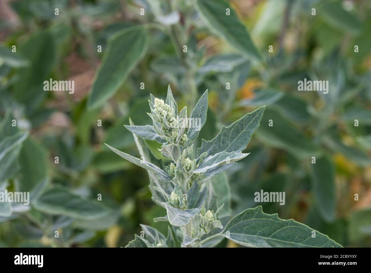Chenopodium album,  melde, goosefoot flowers closeup selective focus Stock Photo