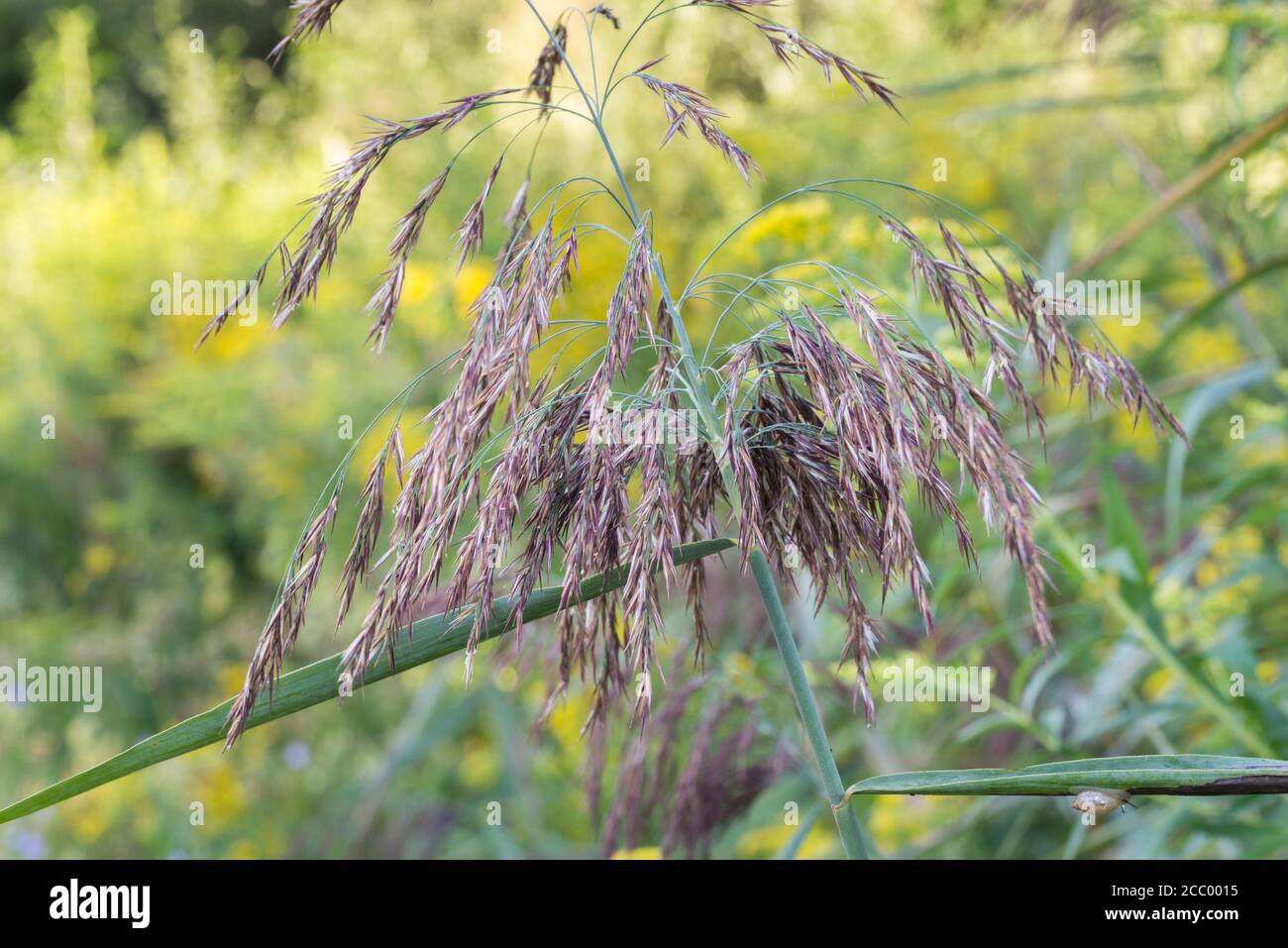 Phragmites australis, common reed flowers on sunny day  closeup selective focus Stock Photo