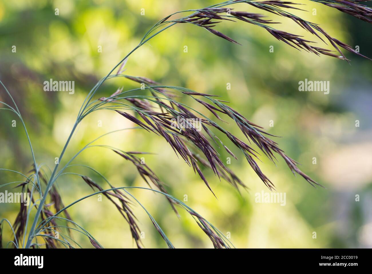 Phragmites australis, common reed flowers on sunny day  closeup selective focus Stock Photo