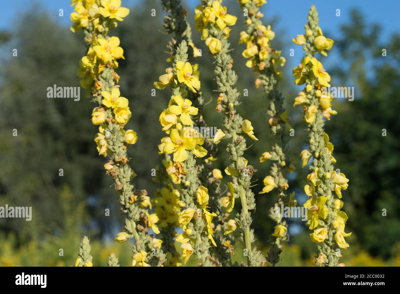 Verbascum Densiflorum Denseflower Mullein Yellow Flowers In Meadow Macro Sellective Focus Stock Photo Alamy