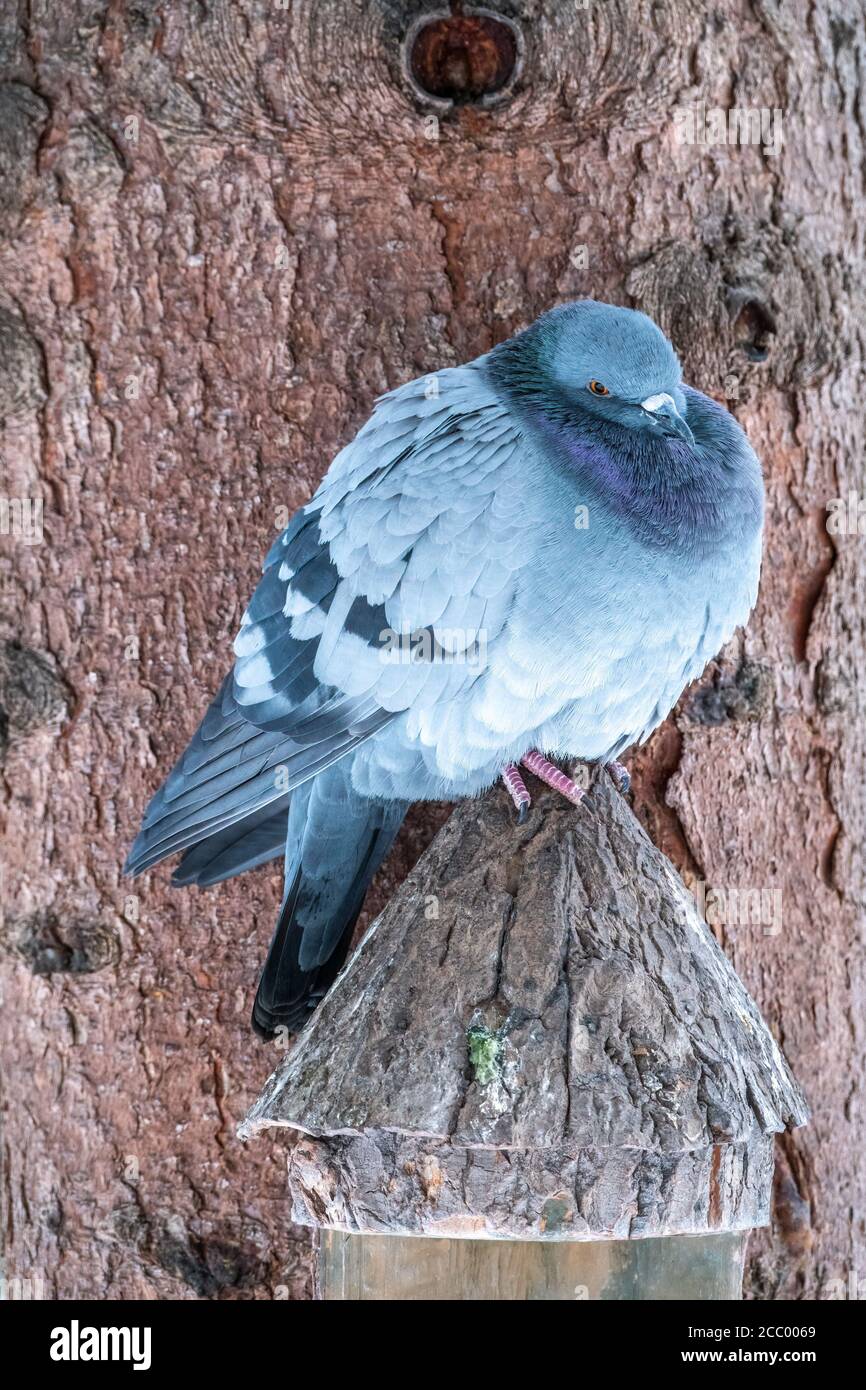 The fat pigeon is importantly sitting on a branch. Domestic pigeon bird