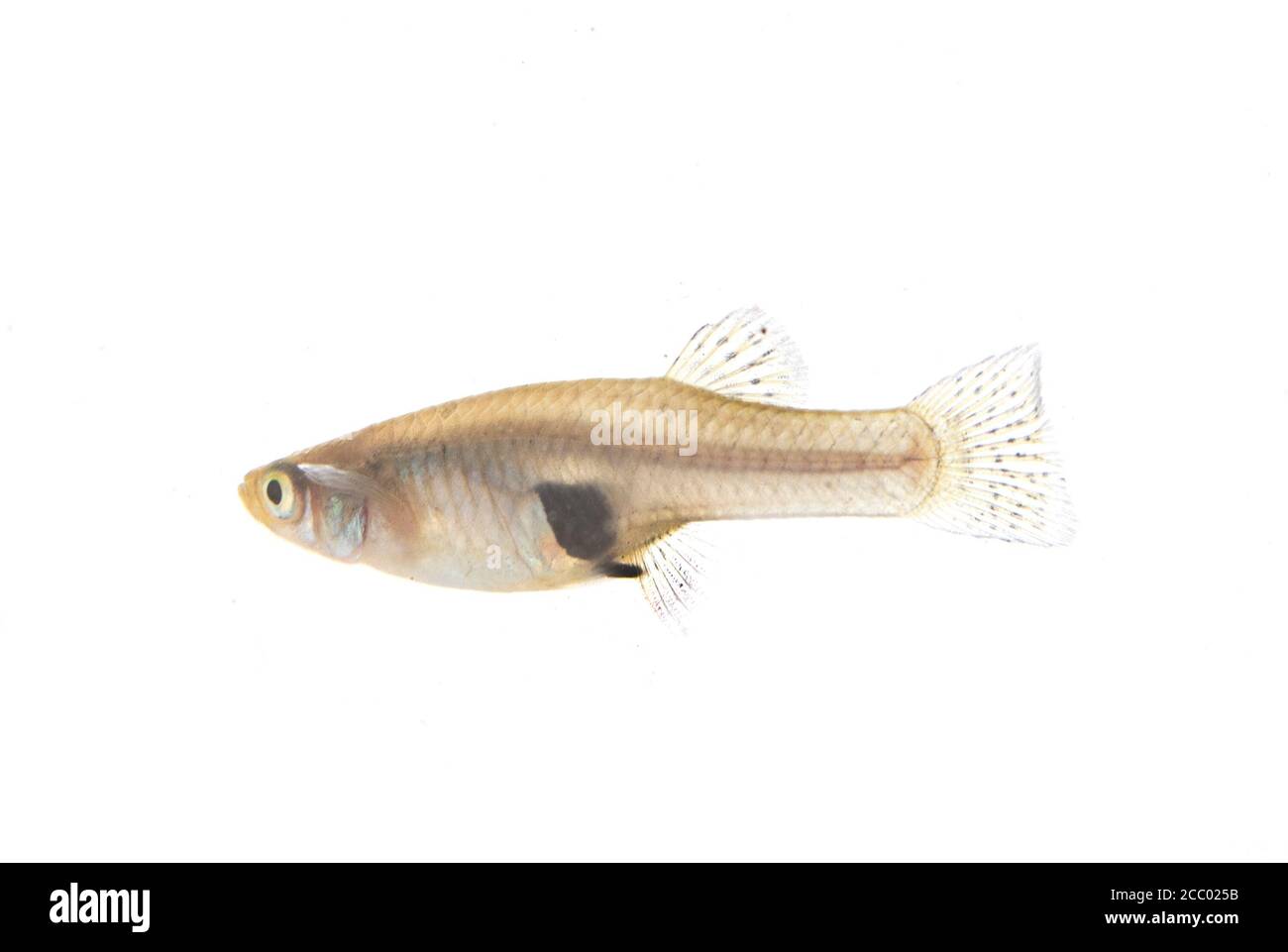 female Mosquitofish in front of white background Stock Photo