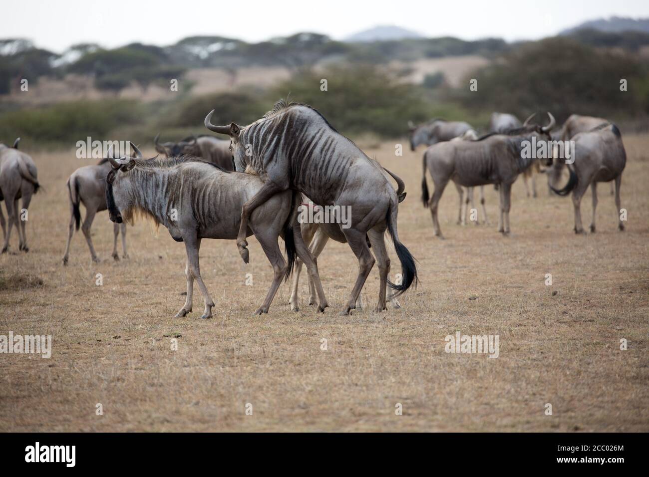 A Wildebeest (Connochaetes) mating in southern Kenya Stock Photo - Alamy