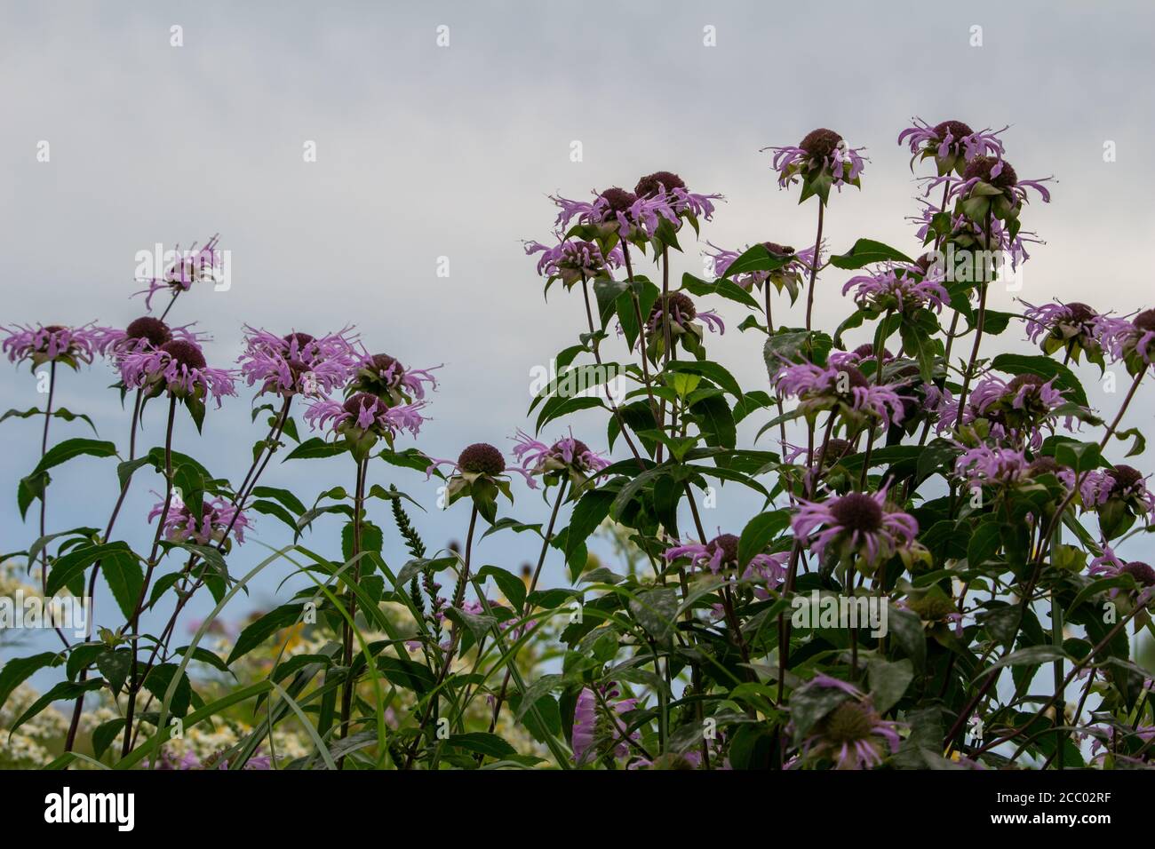 Close up view of purple blooming wild bergamot (monarda fistulosa