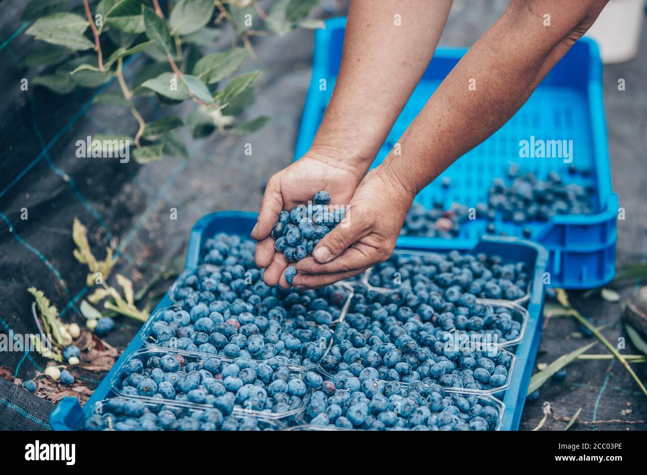 A farmer harvesting or picking up fresh blueberries of his huge