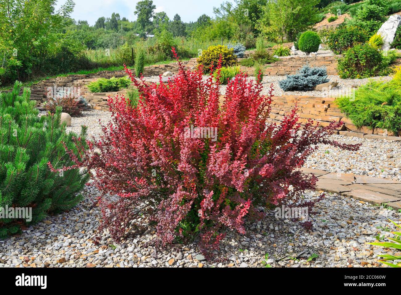 Cultivar Thunbergs barberry (Berberis thunbergii 'Red Rocket') in rocky garden. Bright ornamental bush with vivid red-burgundy leaves, focus is at for Stock Photo