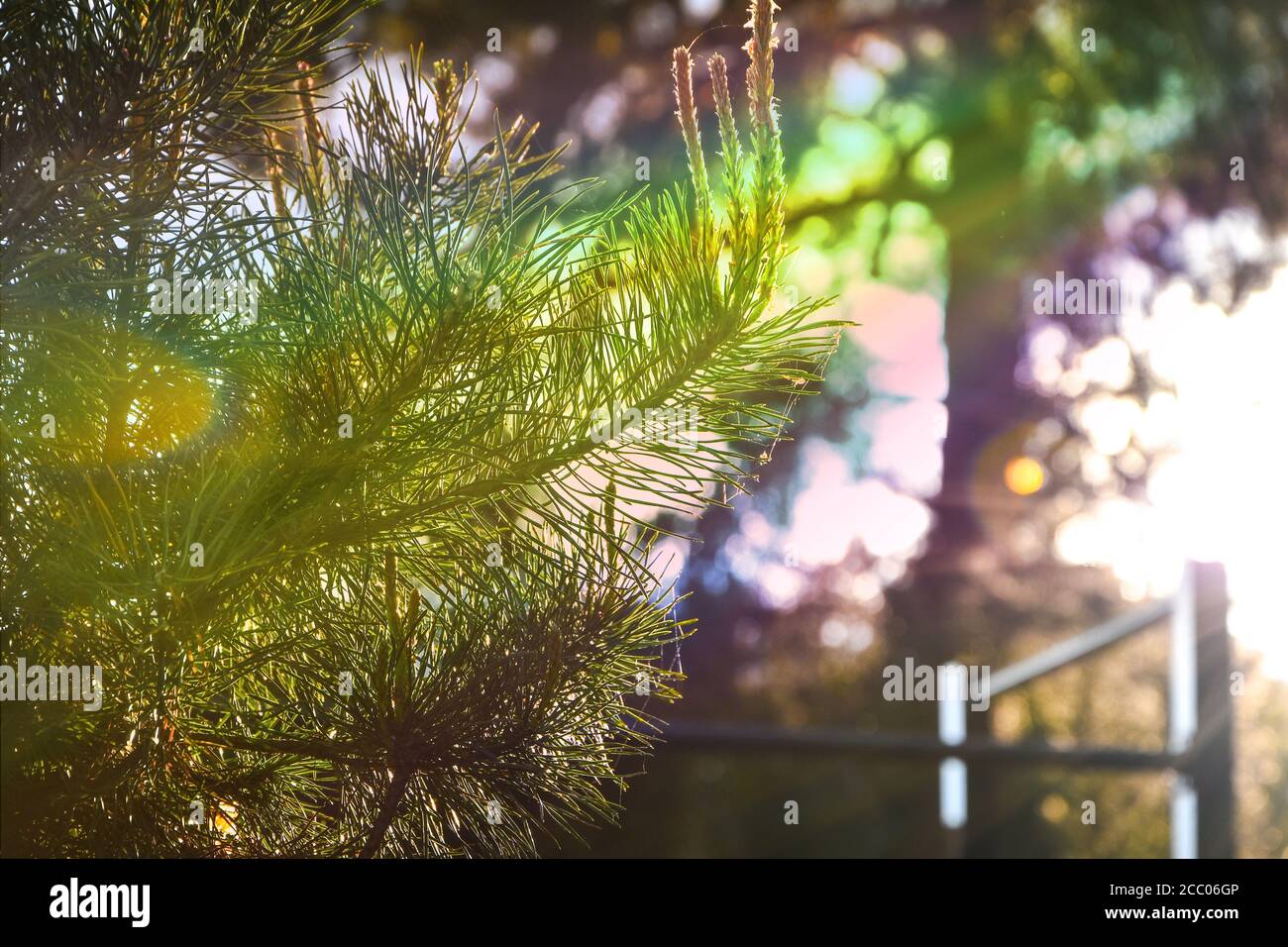 Closeup of pinyon pine cone on tree with pine nuts. Selective focus. Rainbow sunlight Stock Photo