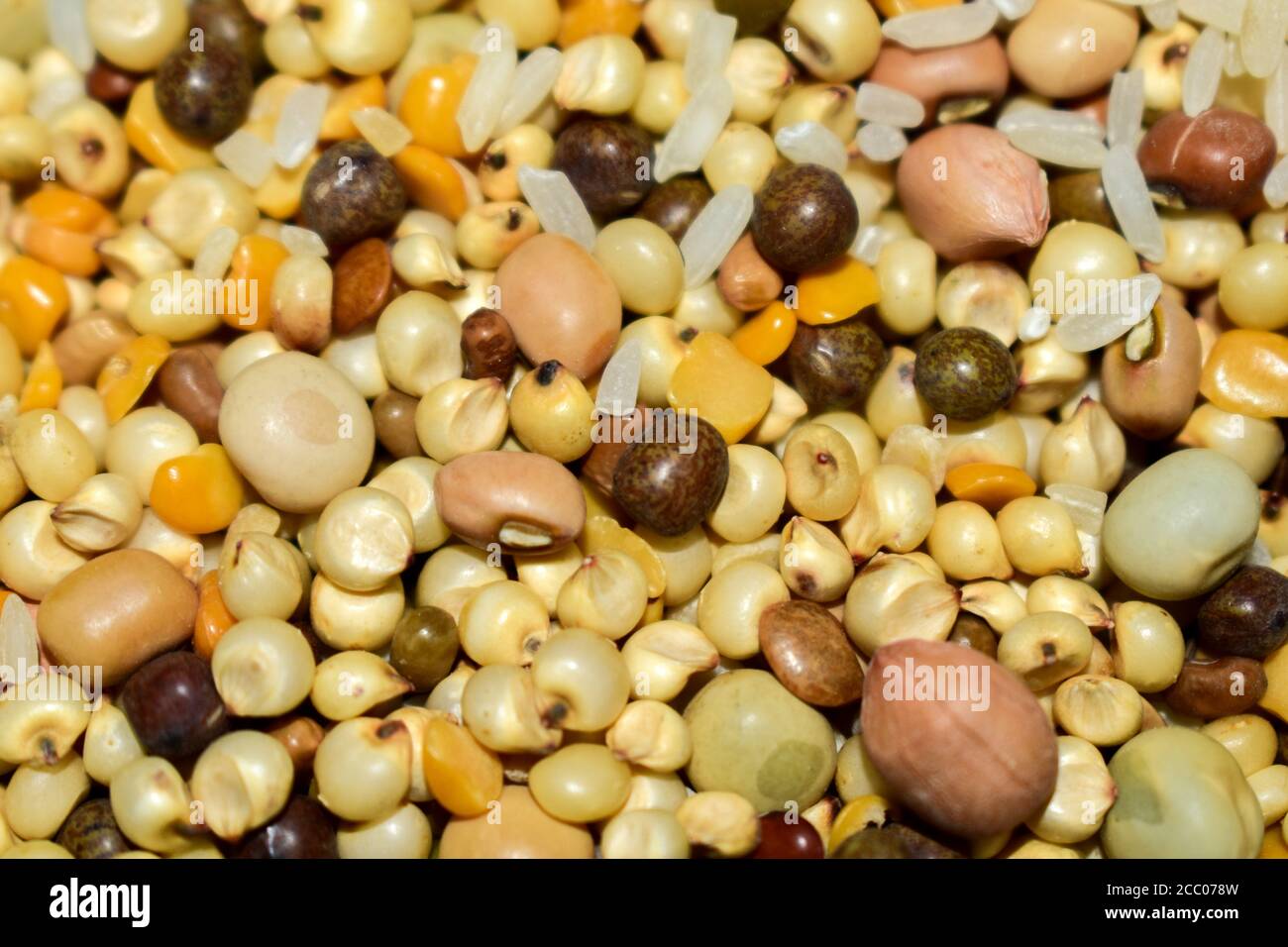 Different kinds of grains mixed . Mixture of wheat,rice,maize etc Stock