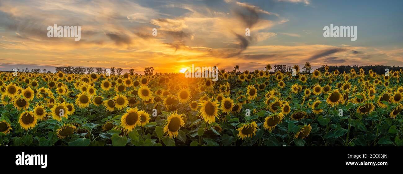 beautiful, romantic sunset over a field of blooming sunflowers Stock ...