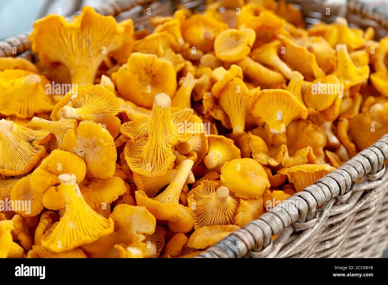 Chanterelle mushrooms in a wicker basket. Cantharellaceae Basidiomycetes. Stock Photo