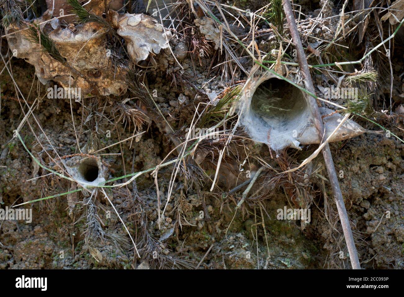 Burrow entrances of Brown Trapdoor Spiders (Arbanitis longipes) in embankment. October 2009. Couchy Creek Nature Reserve. New South Wales. Australia. Stock Photo