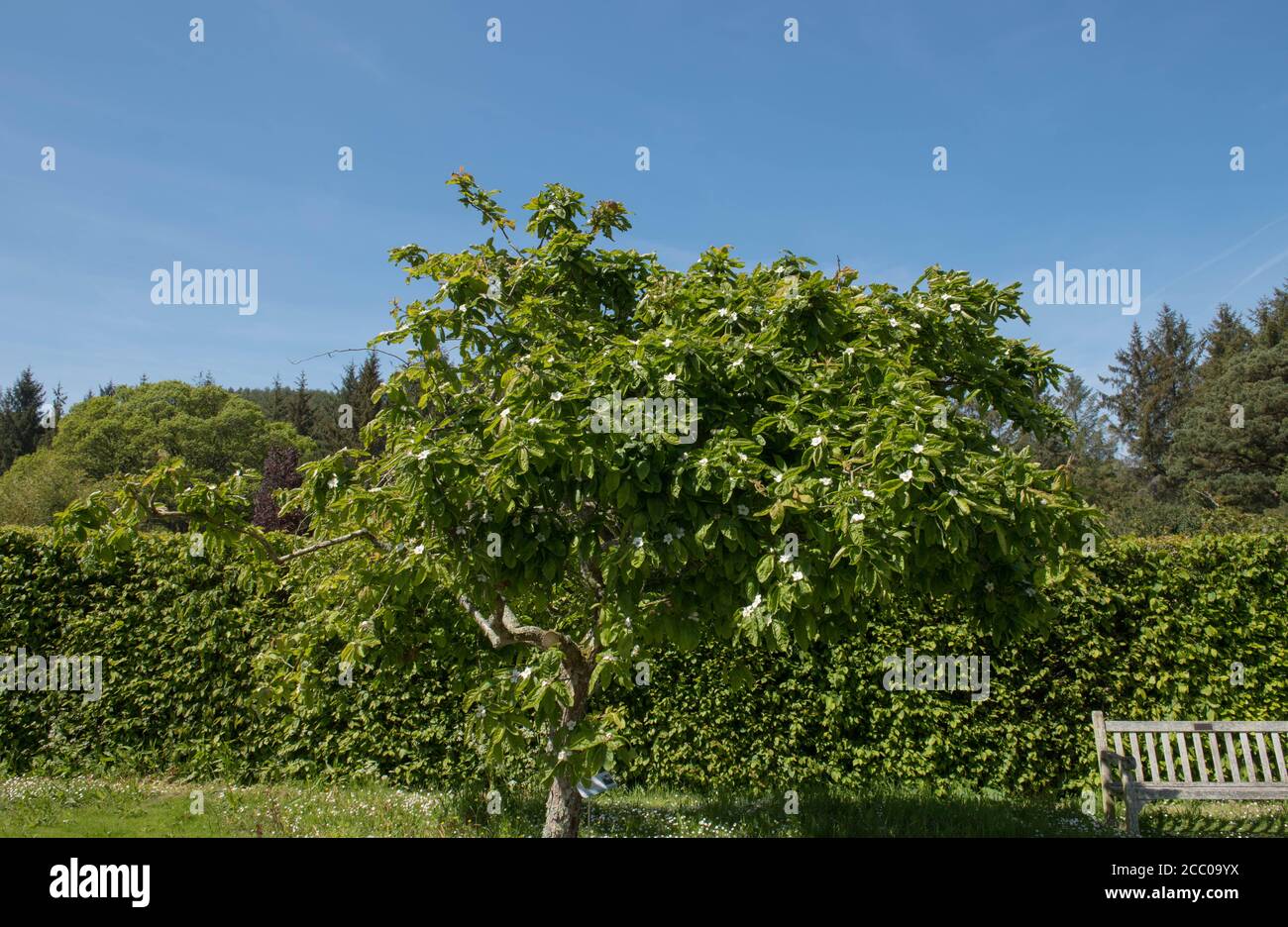 Green Foliage and Fruit of a Medlar Tree (Mespilus germanica 'Nottingham') Growing in a Country Cottage Garden in Rural Devon, England, UK Stock Photo