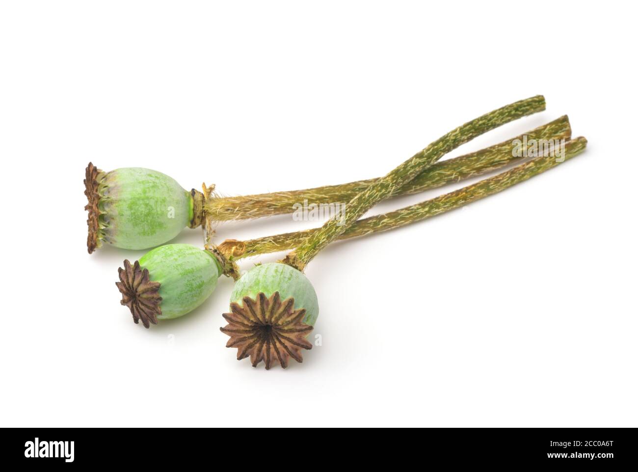 Beautiful green seed pods flower Cut Out Stock Images & Pictures Alamy