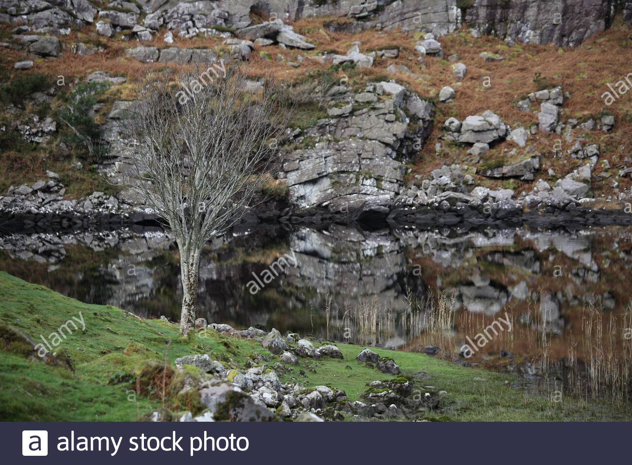 A lone leafless tree near a lake in County Kerry, Ireland Stock Photo