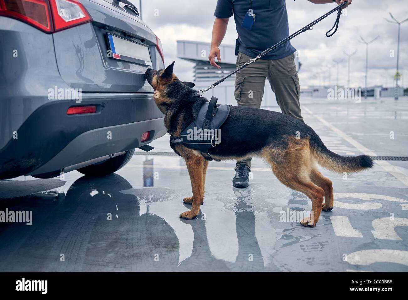 Can Police Bring Dogs Sniff Your Car