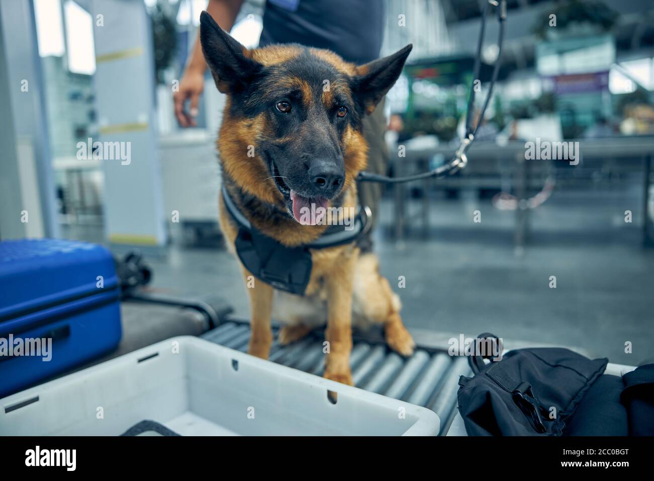 German Shepherd dog inspecting luggage in airport Stock Photo Alamy