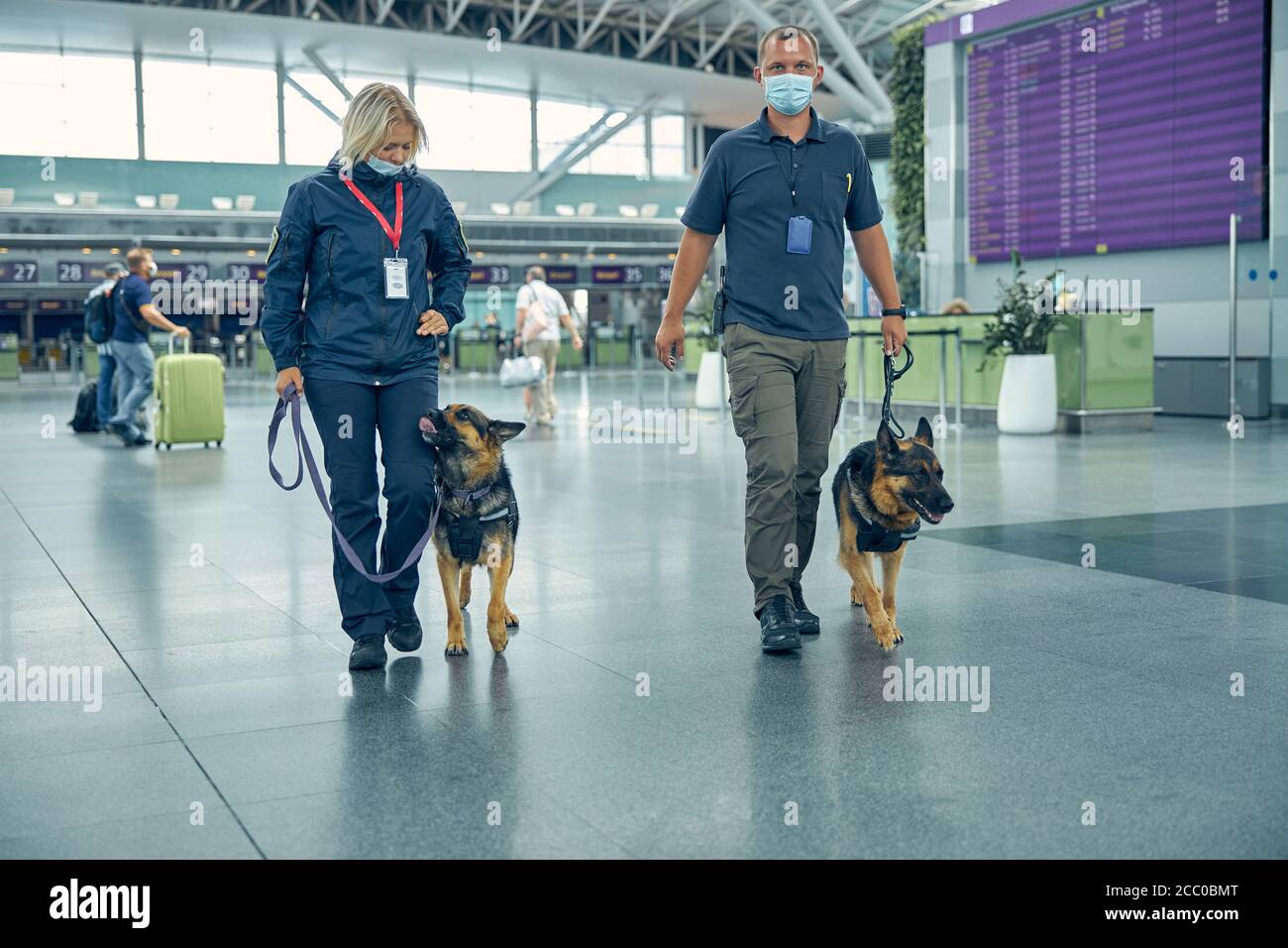 Security workers with detection dogs walking in airport terminal Stock