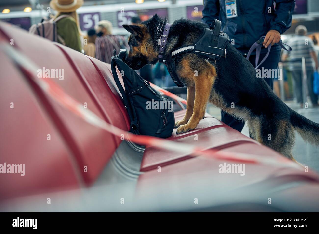 Officer and detection dog checking suspicious backpack at airport Stock