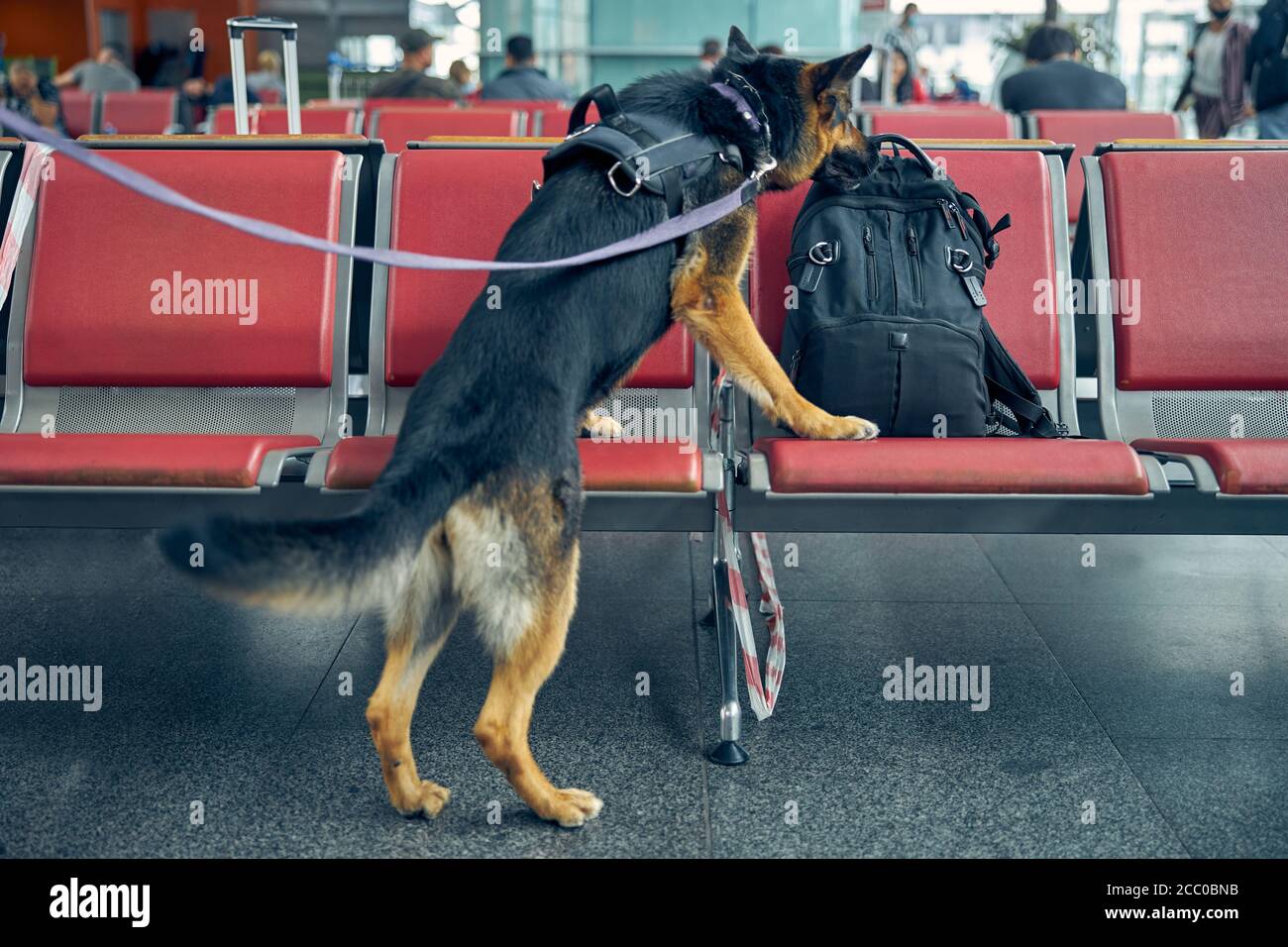 Detection dog checking suspicious backpack at airport Stock Photo Alamy