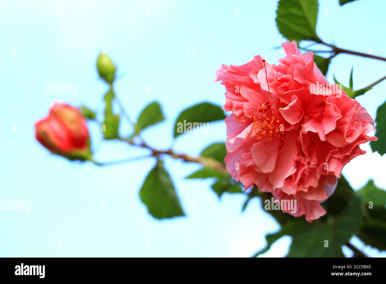 Closeup of Vibrant Pink Hibiscus Mutabilis or Cotton Flower against Blue Sky Stock Photo