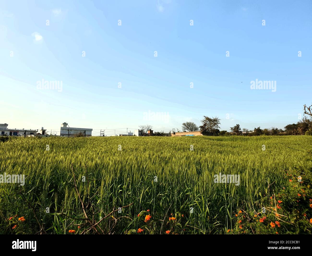 View of greenery fields. Sky blue white and sun trees are also in frame. Day time a view of village road jangle forests and electric pools and wires s Stock Photo