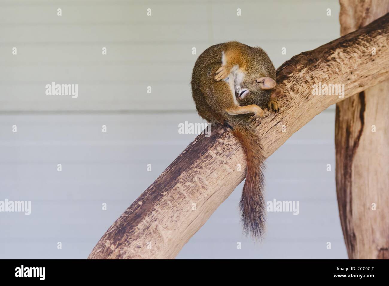 A rodents marmots chipmunks squirrel spotted on a tree trunk on hunting