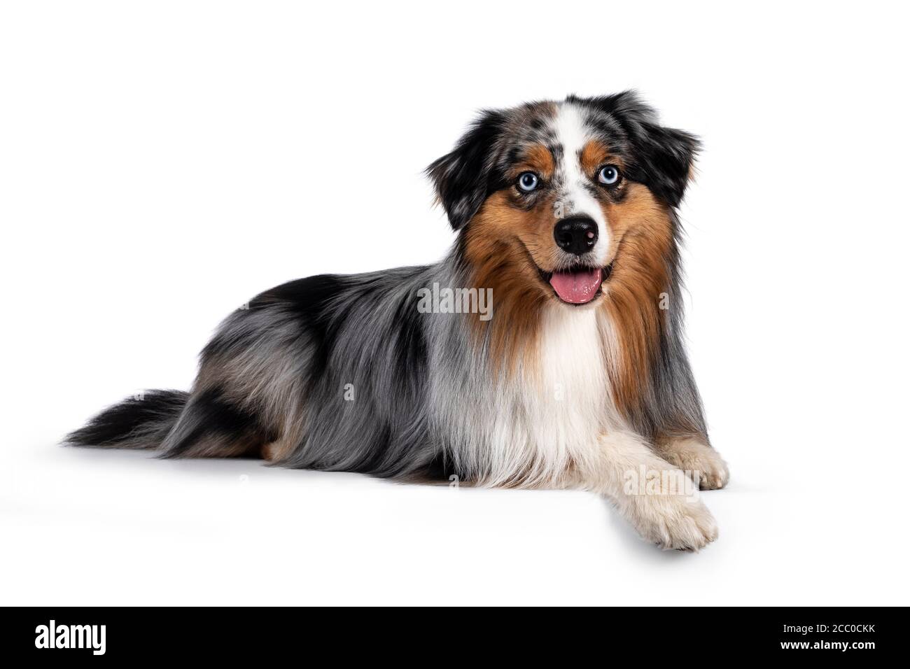 mainstreet australian shepherds