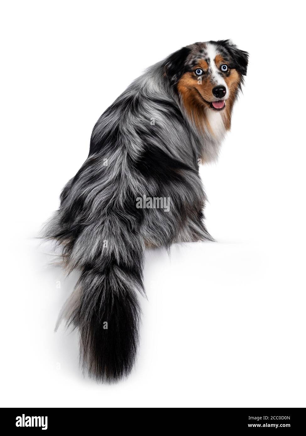 Handsome and well groomed Australian Shepherd dog, sitting backwards with  tail hanging down from edge. Looking over shoulder towards camera with  light Stock Photo - Alamy