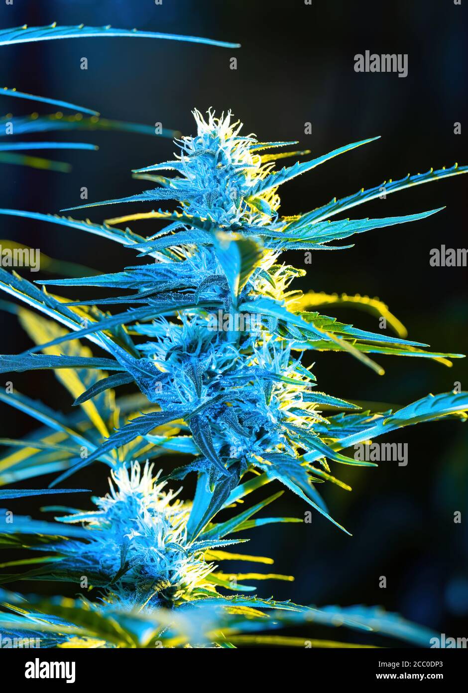 Ripe cannabis plant - Northern Light. Hemp illuminated by psychedelic color light for hallucination effect. Blooming female marijuana bud colas flower Stock Photo