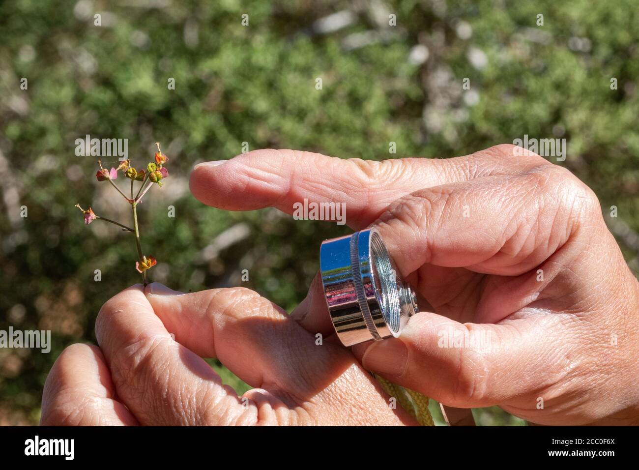 Botanist examining a plant flower using a hand lens Stock Photo