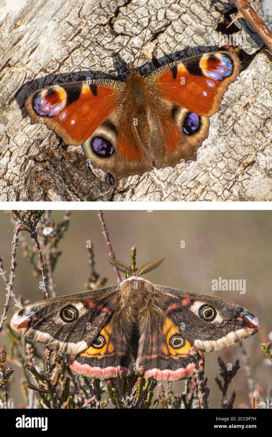 Eyespots, also called false eyes or false eyespots, on the wings of a peacock butterfly (Aglais io) top and an emperor moth (Saturnia pavonia) bottom Stock Photo