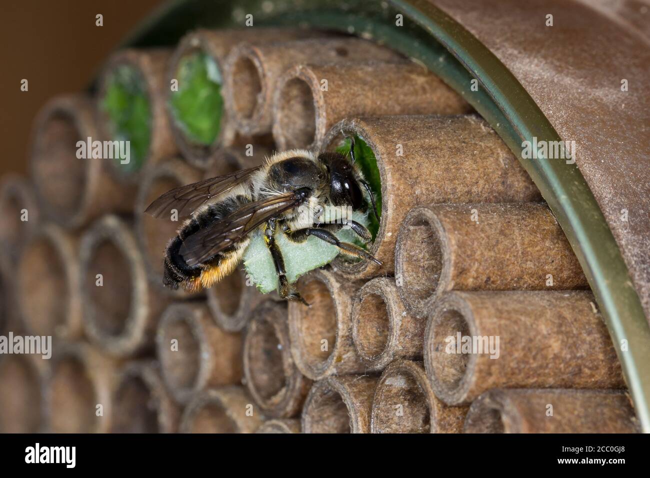 Bunte Blattschneiderbiene, Weibchen mit Blattstückchen an Niströhre, Wildbienen-Nisthilfe, Bunte Blattschneider-Biene, Blattschneiderbiene, Blattschne Stock Photo
