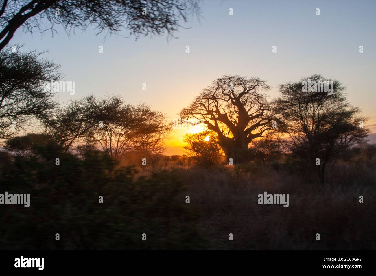 Baobab tree Stock Photo