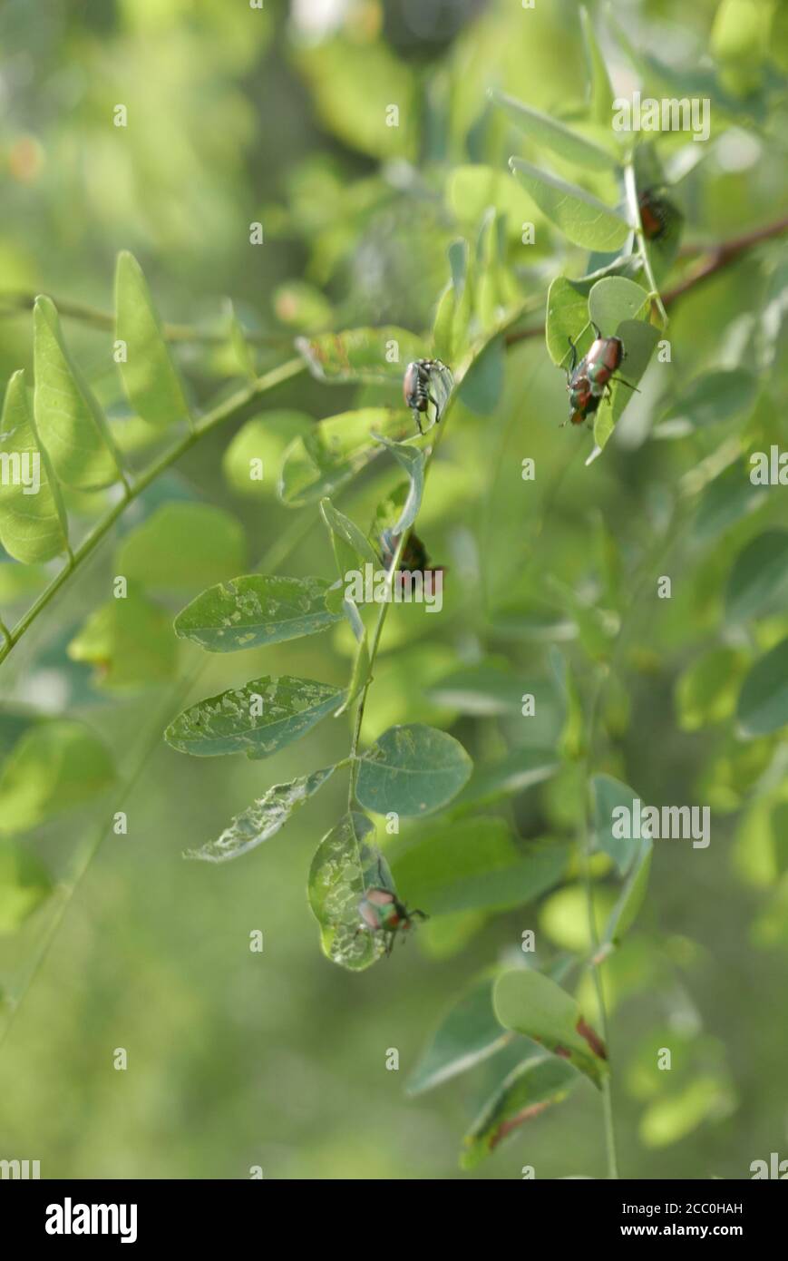 Popillia japonica tree hi-res stock photography and images - Alamy