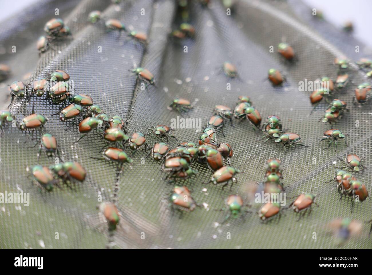 Selective focus shot of Japanese beetles Popillia japonica Stock Photo ...