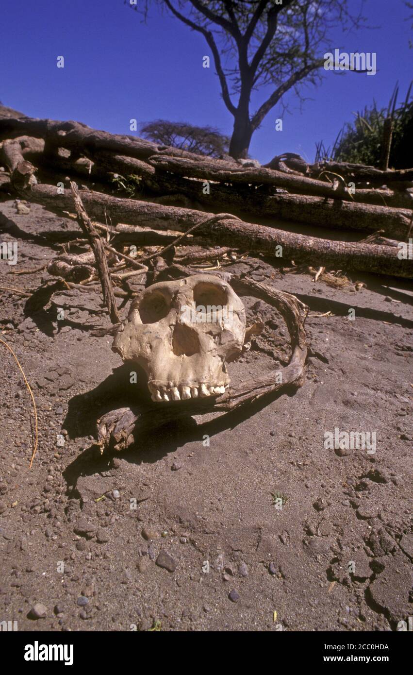Homo Habilis Skull High Resolution Stock Photography and Images Alamy