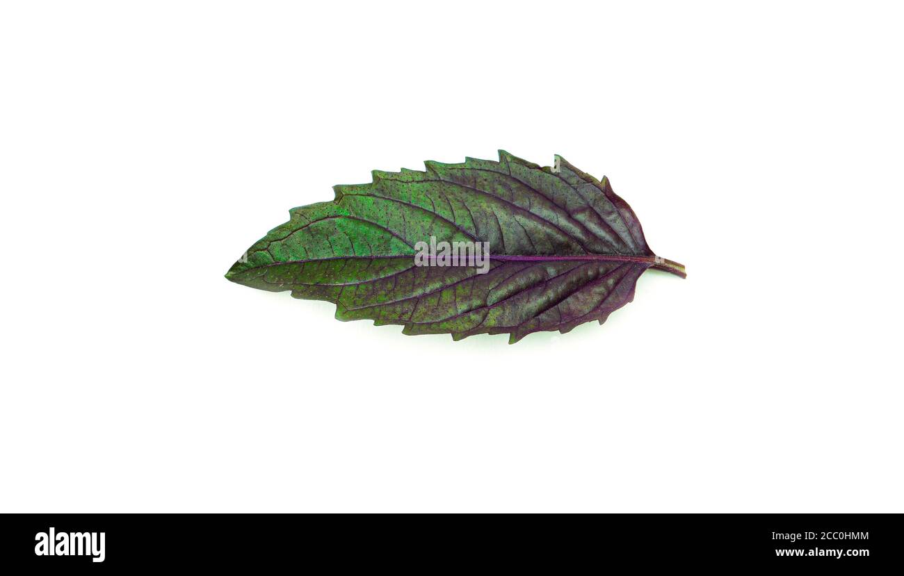 Purple Basil leaves on a white background. Stock Photo