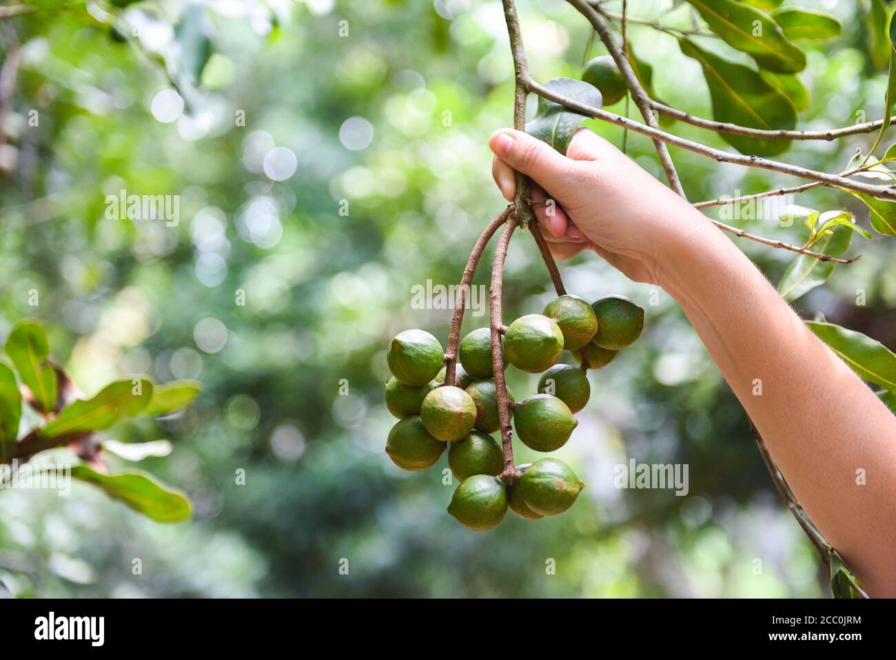 woman hand holding macadamia nut in natural on the macadamia tree in farm Stock Photo