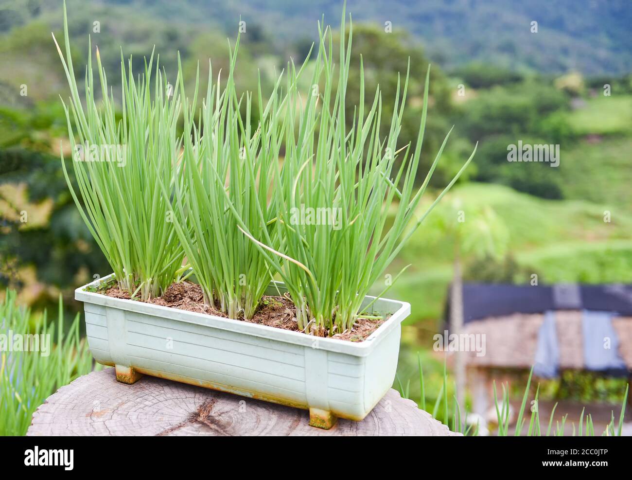 Onion sprouts green seedling in pot in the vegetable garden on the mountain / shallots growing from soil Stock Photo