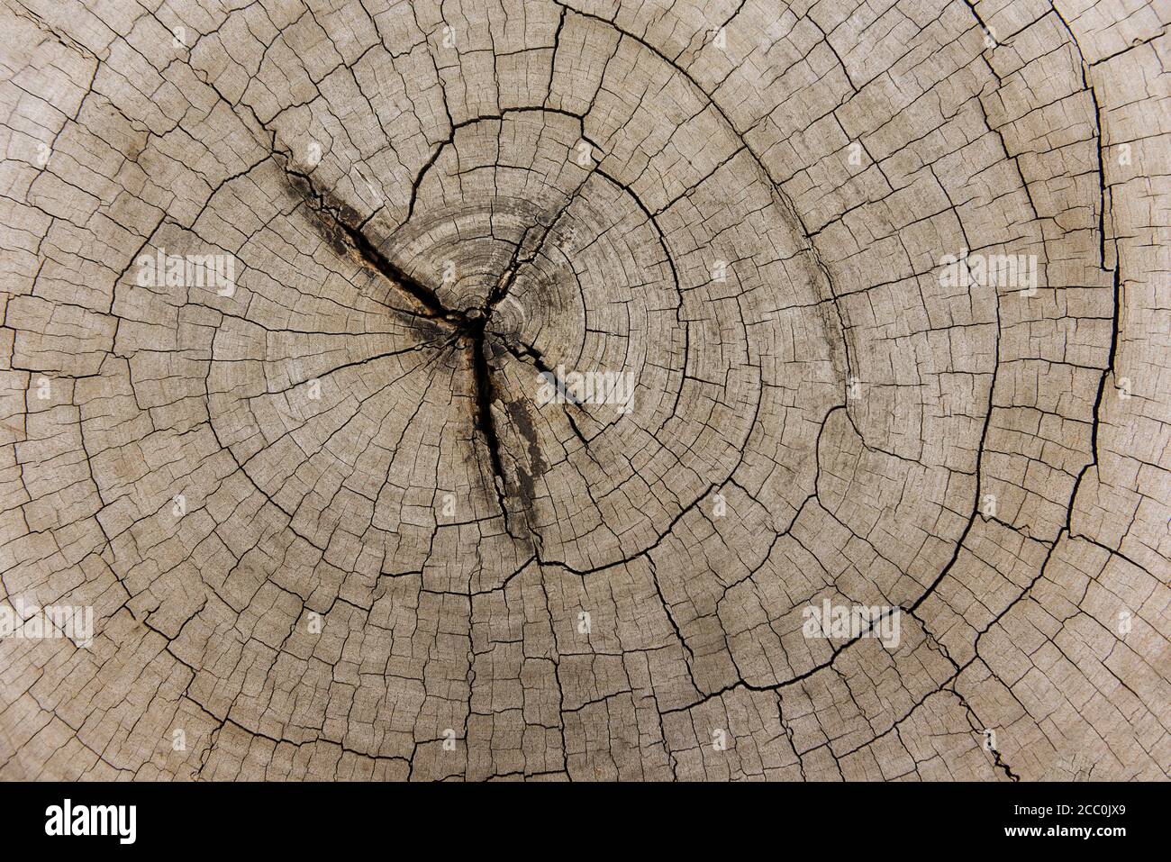 Wood cut background log timber , top view / Natural old wood texture of tree stump Cross section of tree trunk Stock Photo