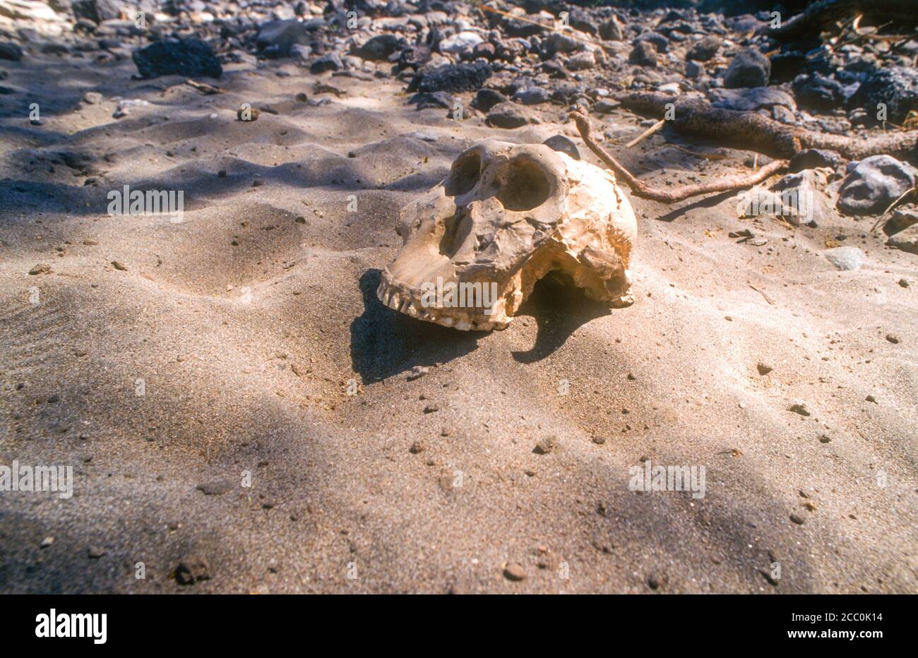 skull in Olduvai Gorge Tanzania Stock Photo